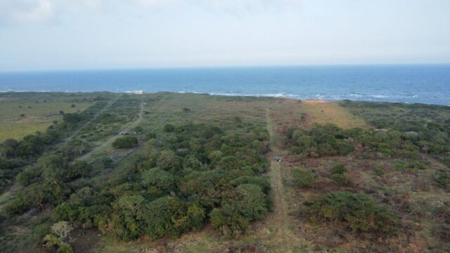 real-palmas-5